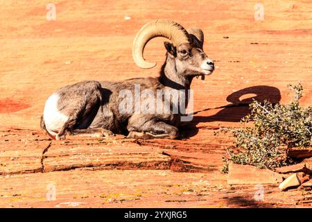 Ein Widder mit Hörnern liegt auf einem felsigen Untergrund. Der Widder sieht nach rechts Stockfoto