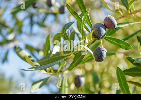 Nahaufnahme reifer schwarzer Oliven auf einem Olivenbaum. Stockfoto