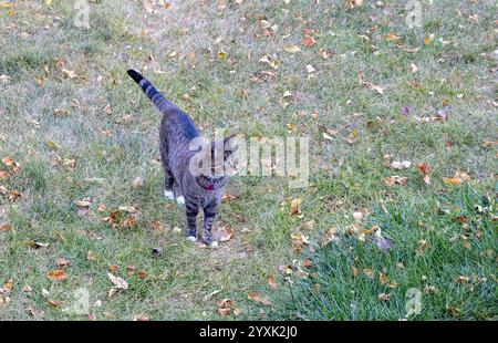 Einsame graue gestreifte Tabbykatze mit weißen Pfoten, stehend auf einem grasbewachsenen Rasen mit verstreuten trockenen Herbstblättern Stockfoto