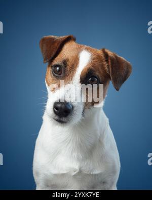 Ein Jack Russell Terrier mit einer seltsamen Kopfneigung vor blauem Hintergrund. Die hellen Augen und das ausdrucksstarke Gesicht des Hundes geben ein Gefühl von Lebendigkeit. Stockfoto