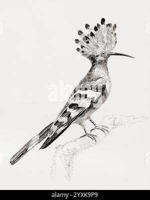 Eurasischer Wiedehopf (Upupa epops). Aus der National Encyclopaedia: A Dictionary of Universal Knowledge, veröffentlicht um 1890 Stockfoto