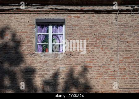 Backsteinmauer des alten Hauses mit einem Fenster mit Vorhängen und Zierpflanzen Stockfoto