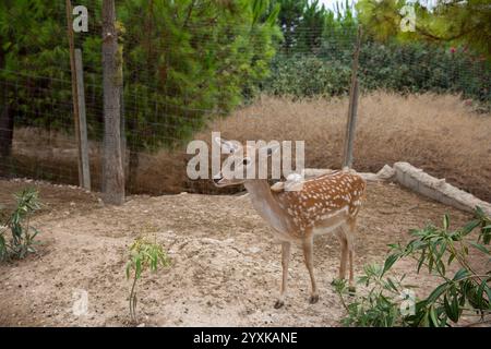 Damhirsche im Zoo. (Cervus elaphus) Stockfoto