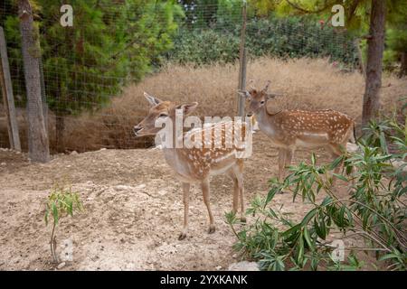 Damhirsche im Zoo. (Cervus elaphus) Stockfoto