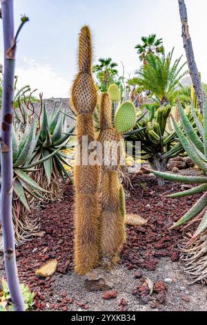 Kaktusbäume auf South Plaza Island, Galapagos National Park, Ecuador. Stockfoto