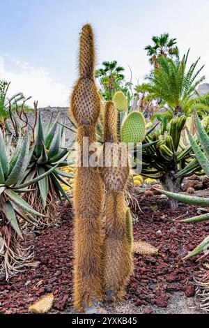 Kaktusbäume auf South Plaza Island, Galapagos National Park, Ecuador. Stockfoto