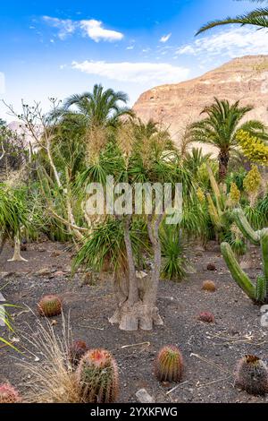 Nolina Recurvata - Elefantenfuß - beaucarnea recurvata - Pferdeschwanzpalme Stockfoto