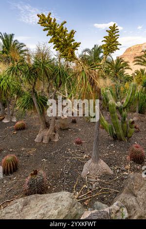 Nolina Recurvata - Elefantenfuß - beaucarnea recurvata - Pferdeschwanzpalme Stockfoto