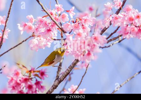 Kastanienflankiertes weißes Auge auf wilder himalaya-Kirsche. Stockfoto