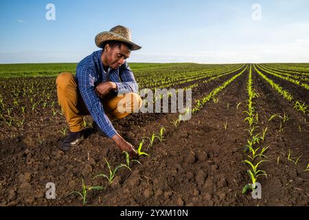 Ein afrikanischer Landwirt untersucht die Maisernte auf dem Feld. Porträt des Landwirts auf dem landwirtschaftlichen Gebiet. Stockfoto