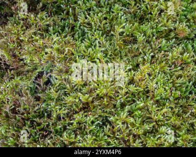 Nahaufnahme des homalothecium sericeum aka seidenweiches Wand-Federmoos mit Sporen - frischer grüner strukturierter natürlicher Hintergrund Stockfoto