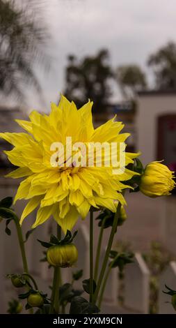 Dahlien sind lebendige, mehrblättrige Blüten, die für ihre auffälligen Farben und einzigartigen Formen bekannt sind. In Mexiko beheimatet. Stockfoto