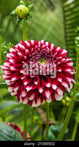 Dahlien sind lebendige, mehrblättrige Blüten, die für ihre auffälligen Farben und einzigartigen Formen bekannt sind. In Mexiko beheimatet. Stockfoto