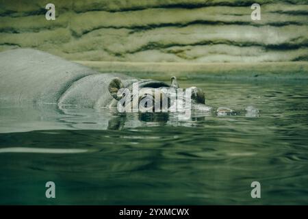 Ein Flusspferd, der teilweise in trübes grünes Wasser getaucht ist, wobei Kopf und Oberkörper sichtbar sind. Der Hintergrund ist mit einer strukturierten, grünlich-braunen Wand versehen. Die Stockfoto