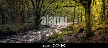 Ein Panoramablick auf die Golitha Falls. Der Fluss Fowey fließt durch den alten Eichenwald Draynes Wood am Bodmin Moor in Cornwall in Großbritannien. Stockfoto