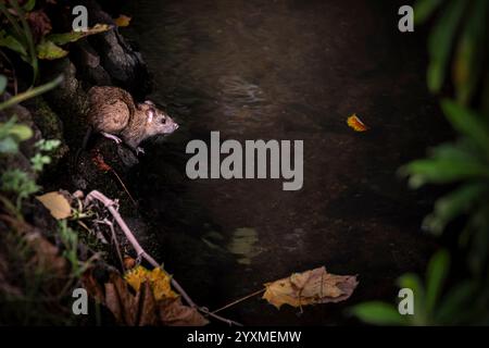 Eine wilde braune Rattus norvegicus, die aus ihrem Nest an einem Flussufer in einem Garten in Großbritannien auftaucht. Stockfoto