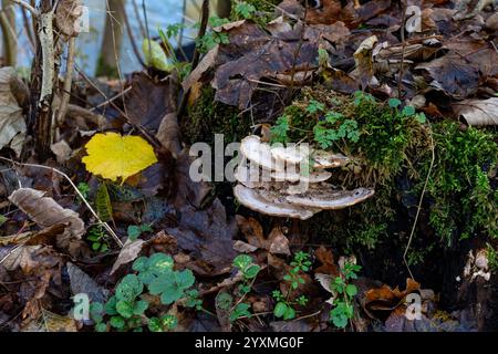 Weiße Pilze gedeihen auf einem alten, moosbedeckten Stumpf, umgeben von gefallenen Blättern, kleinen Pflanzen und einem hellgelben Blatt in einem friedlichen Wald. Stockfoto