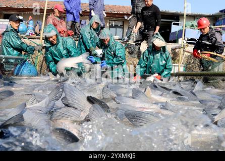 Huzhou, chinesische Provinz Zhejiang. Dezember 2024. Die Dorfbewohner fangen mit einem Wadennetz im Dorf Dongheng in Luoshe, County Deqing, Stadt Huzhou, ostchinesische Provinz Zhejiang, 17. Dezember 2024. Die Dorfbewohner hier nutzen die laufende Winterfischsaison, um den Markt mit frischen Fischernten zu versorgen. Quelle: Xie Shangguo/Xinhua/Alamy Live News Stockfoto