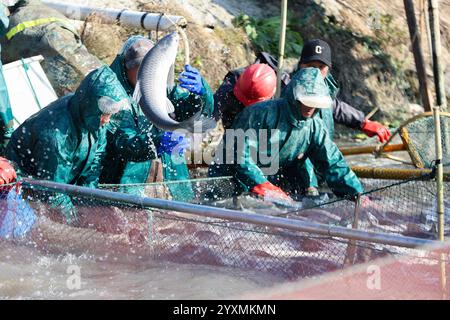 Huzhou, chinesische Provinz Zhejiang. Dezember 2024. Die Dorfbewohner fangen mit einem Wadennetz im Dorf Dongheng in Luoshe, County Deqing, Stadt Huzhou, ostchinesische Provinz Zhejiang, 17. Dezember 2024. Die Dorfbewohner hier nutzen die laufende Winterfischsaison, um den Markt mit frischen Fischernten zu versorgen. Quelle: Cai Jun/Xinhua/Alamy Live News Stockfoto