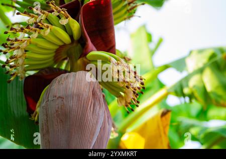 Bananenblüte in einem tropischen Garten. Nachhaltiger pflanzlicher Rohstoff für vegane Fleisch- und Fischalternativen. Bananenblume mit violetten Blüten. Stockfoto