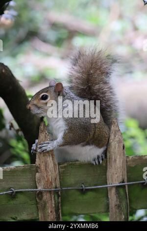 Niedliches kleines graues Eichhörnchen, das auf einem Zaun rund um den Holland Park in London sitzt. Stockfoto