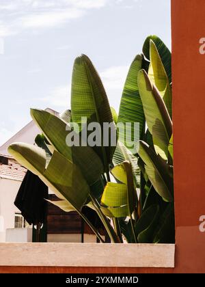 Strelitzia pflanzt grüne Blätter im Terrakottafenster im Freien. Vorderansicht Stockfoto