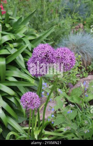 Allium giganteum (Riesenzwiebel) in Blüte. Holland Park, London. Stockfoto