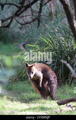 Niedliches lustiges Wallaby auf Phillip Island in der Nähe von Melbourne in Victoria, Australien. Stockfoto