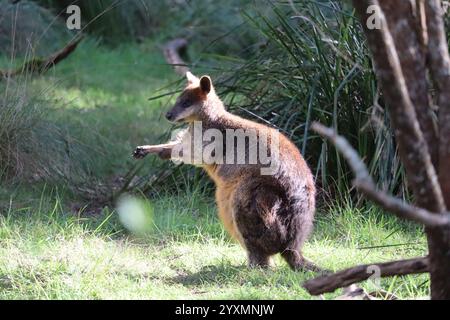 Niedliches lustiges Wallaby auf Phillip Island in der Nähe von Melbourne in Victoria, Australien. Stockfoto