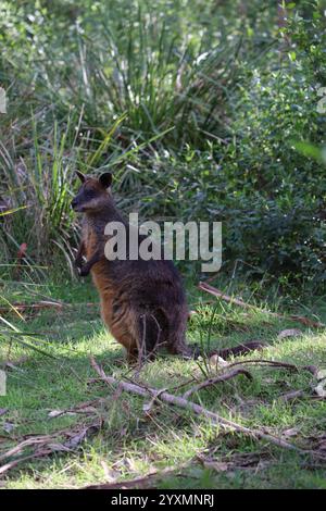 Niedliches lustiges Wallaby auf Phillip Island in der Nähe von Melbourne in Victoria, Australien. Stockfoto