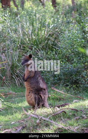 Niedliches lustiges Wallaby auf Phillip Island in der Nähe von Melbourne in Victoria, Australien. Stockfoto