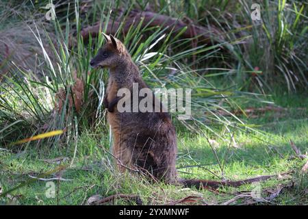 Niedliches lustiges Wallaby auf Phillip Island in der Nähe von Melbourne in Victoria, Australien. Stockfoto