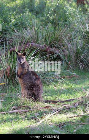 Niedliches lustiges Wallaby auf Phillip Island in der Nähe von Melbourne in Victoria, Australien. Stockfoto