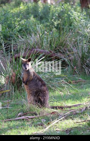 Niedliches lustiges Wallaby auf Phillip Island in der Nähe von Melbourne in Victoria, Australien. Stockfoto