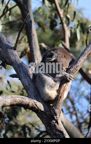 Schlafender Koala auf einem Baum im Koala Reserve, Phillip Island, in der Nähe von Melbourne in Victoria, Australien. Stockfoto