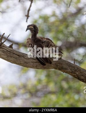 Afrikanische Grau Hornbill thront in einem Baum Stockfoto