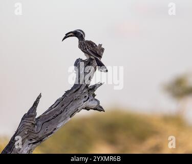 Afrikanische Grau Hornbill thront in einem Baum Stockfoto