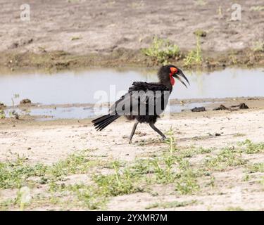 Ein Bodenhornvogel auf der Suche nach Nahrung Stockfoto