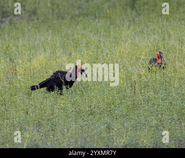 Zwei Bodenhornvögel auf der Suche nach Essen Stockfoto