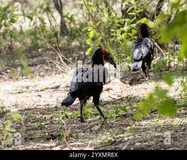 Zwei Bodenhornvögel auf der Suche nach Essen Stockfoto