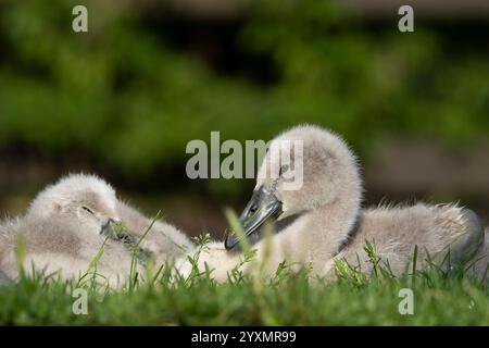 Nahaufnahme von zwei wilden, stummen Schwan-Zygneten (Cygnus olor), die im Freien zusammen auf Gras liegen und in der Sommersonne liegen, Großbritannien. Stockfoto