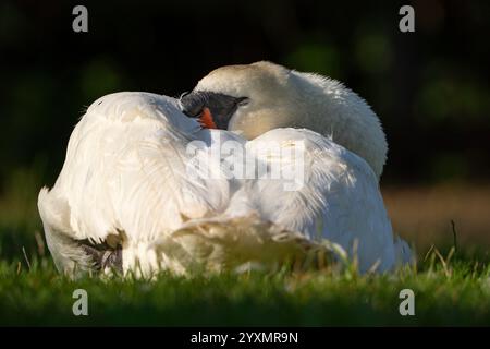 Nahaufnahme des wilden, stummen Schwans (Cygnus olor), der im Sommer im Freien bei Sonnenschein isoliert ist, mit dem Kopf unter seinem Flügel, und einen entspannenden Moment beim Sonnenbaden genießen. Stockfoto