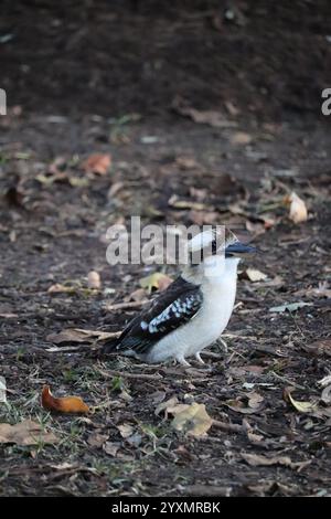 Einheimischer australischer Vogel Kookaburra im Park in Sydney Stockfoto