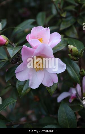 Rosa und weiße Camellia japonica Stockfoto