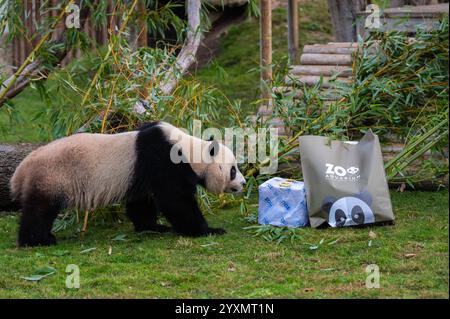 Madrid, Spanien. Dezember 2024. Ein riesiger Pandabär (Ailuropoda melanoleuca) erhält Weihnachtsgeschenke mit Früchten und Bambus im Rahmen der Weihnachtsfeier im Zoo von Madrid. Quelle: Marcos del Mazo/Alamy Live News Stockfoto