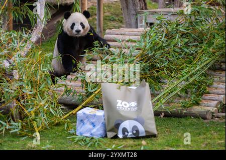 Madrid, Spanien. Dezember 2024. Ein riesiger Pandabär (Ailuropoda melanoleuca) erhält Weihnachtsgeschenke mit Früchten und Bambus im Rahmen der Weihnachtsfeier im Zoo von Madrid. Quelle: Marcos del Mazo/Alamy Live News Stockfoto