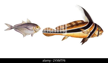 Fisch, Fische, links: Gruppe der Barschverwandten, Scomber Kleinii, die kleinsche Makrele, Kleins Mackrel. rechts: Eques americanus, der amerikanische Ritter, The Ribban-Fish, Historisch, digital restaurierte Reproduktion von einer Vorlage aus dem 19. Jahrhundert, Datum nicht angegeben Stockfoto