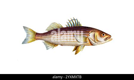 Fisch, Fische, Morone saxatilis, Gattung aus der Familie der Umberfische, Sciaena lineata, linierter Umber, Felsenbarsch, gebänderter Umber, Umber, Atlantik gestreifter Bass, Striper, Linesider, Historisch, digitale restaurierte Reproduktion von einer Vorlage aus dem 19. Jahrhundert, Datum nicht angegeben Stockfoto