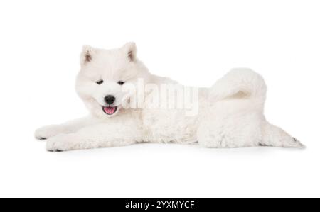 Samoidenhund, der vor weißem Hintergrund liegt und nach vorne blickt Stockfoto