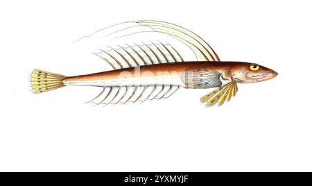 Fisch, Fische, Callionymus lyra, der Spinnenfisch, der Gemmeous Dragonet, historisch, digital restaurierte Reproduktion von einer Vorlage aus dem 19. Jahrhundert, Datum nicht angegeben Stockfoto